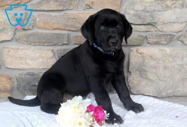 Jupiter Black Lab image