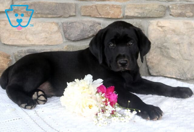 Jupiter Black Lab2 image