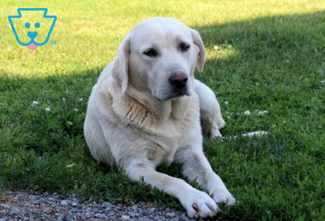 Kelsi Labrador Retriever Lawrence Hoover image