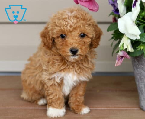Kermit Mini Poodle