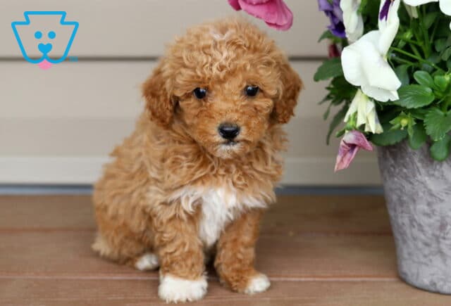 Kermit Mini Poodle image