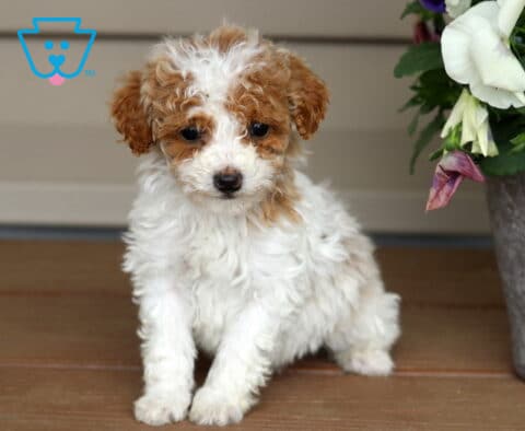 Keyla Mini Poodle