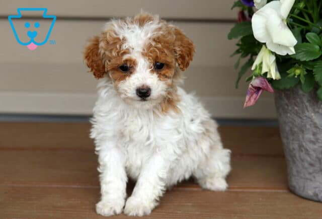 Keyla Mini Poodle image