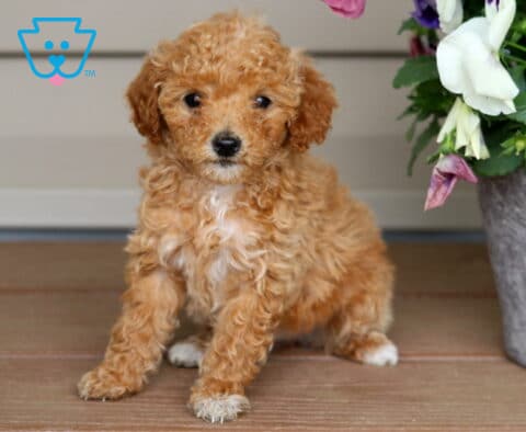 Koko Mini Poodle
