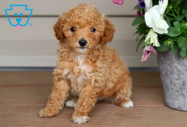 Fluffy apricot Mini Poodle puppy with curly fur posing beside a flower pot on a porch floor image