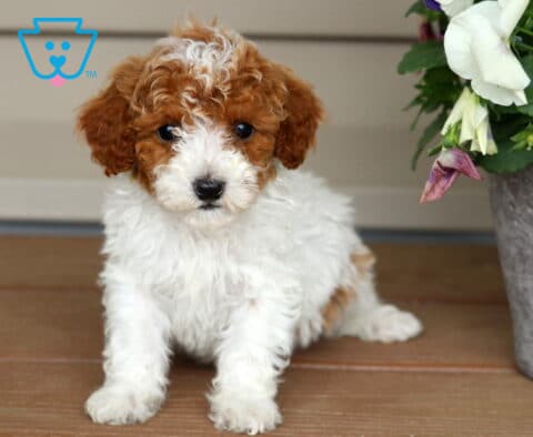 Kolby Mini Poodle