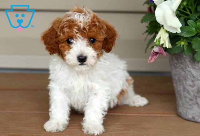 Kolby Mini Poodle image