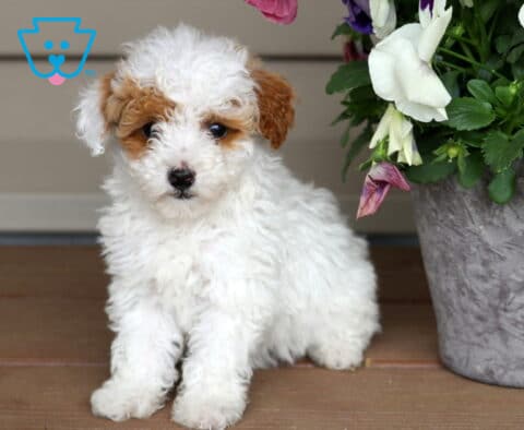 Kylie Mini Poodle