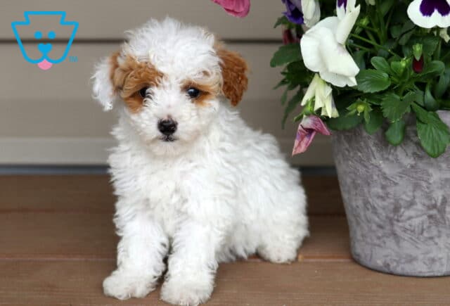 Tiny white and apricot Mini Poodle puppy with fluffy curls sitting beside a colorful flower planter on a porch image