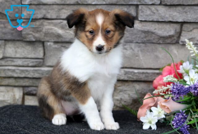 Lacey Sheltie image
