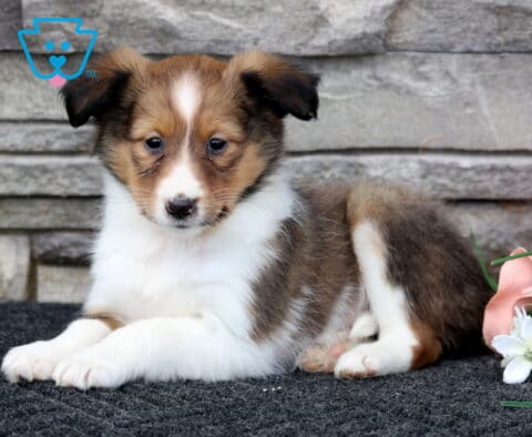 Lacey Sheltie2