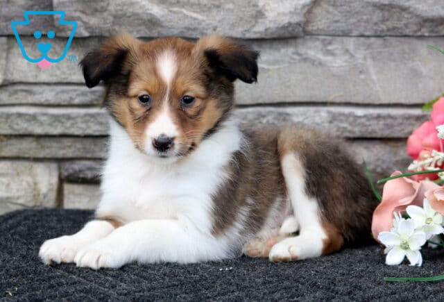 Lacey Sheltie2 image