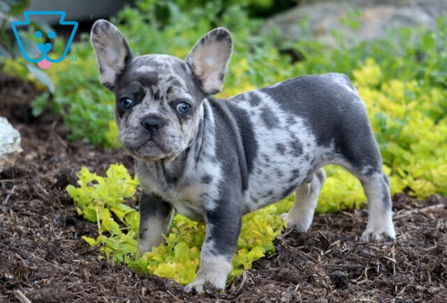 Lance Frenchie image