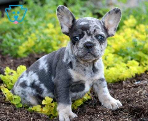 Lance Frenchie2
