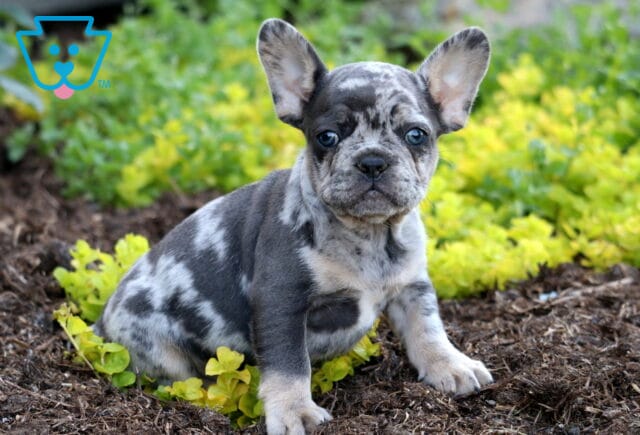 Lance Frenchie2 image