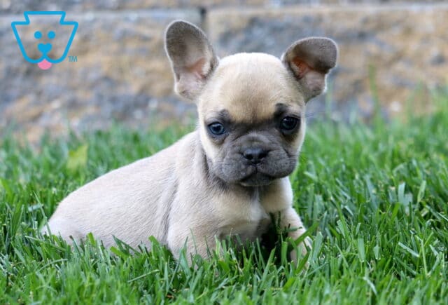 Leah Frenchie image