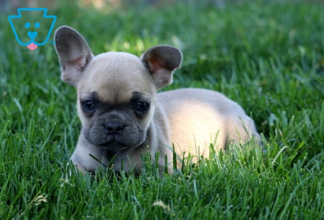 Leah Frenchie2 image