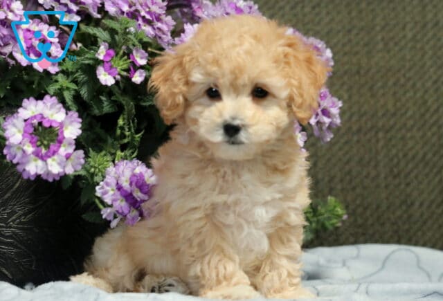 Lee Bichpoo image