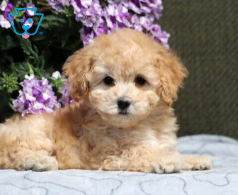 Lee Bichpoo2