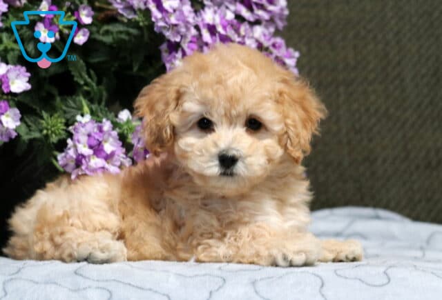 Lee Bichpoo2 image