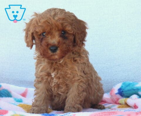 Lee Mini Poodle