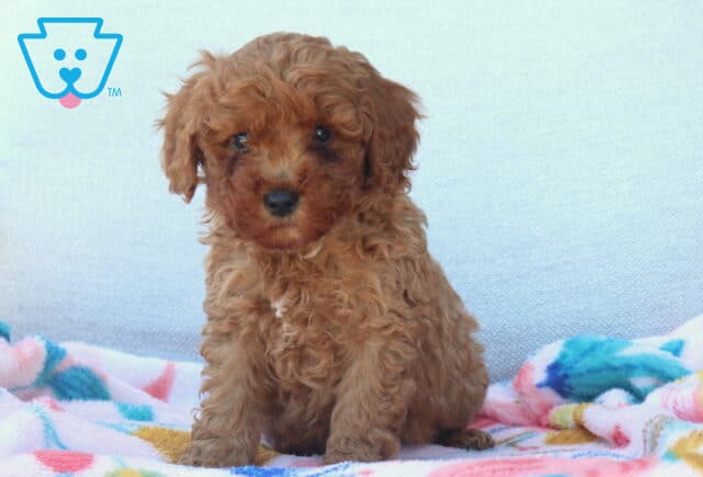 Lee Mini Poodle image