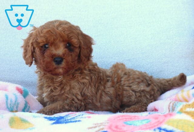 Lee Mini Poodle2 image