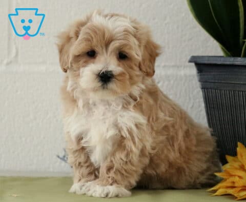 Fluffy apricot Maltipoo puppy with soft curly fur sitting beside a sunflower and potted plant indoors