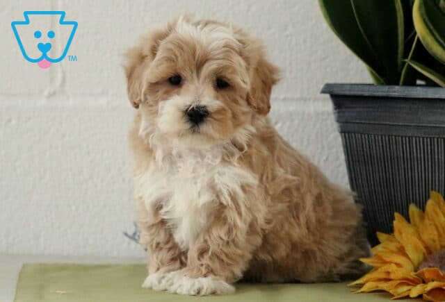 Leo Maltipoo image