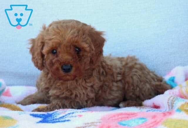 Leo Mini Poodle image