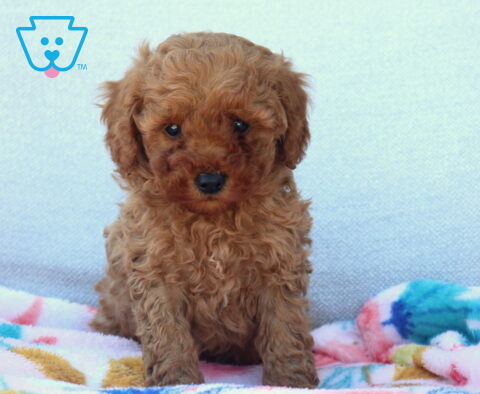 Leo Mini Poodle2