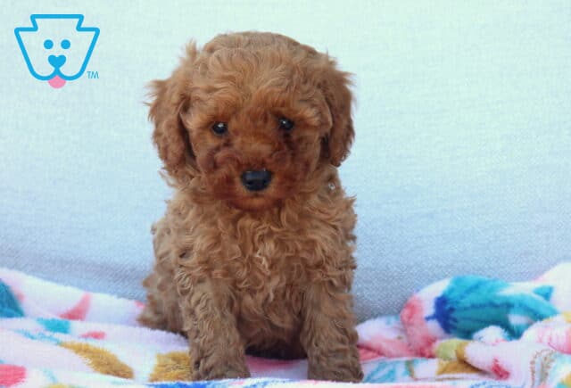 Leo Mini Poodle2 image