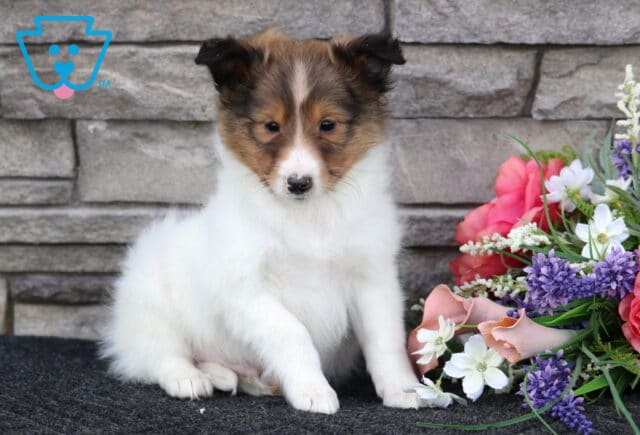 Leo Sheltie image