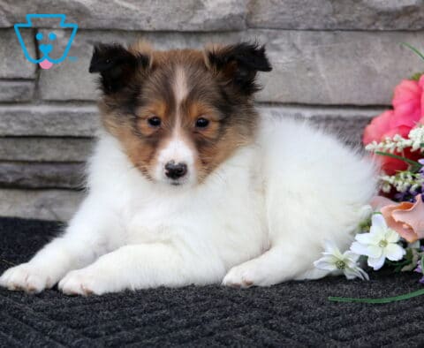 Leo Sheltie2