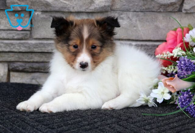 Leo Sheltie2 image