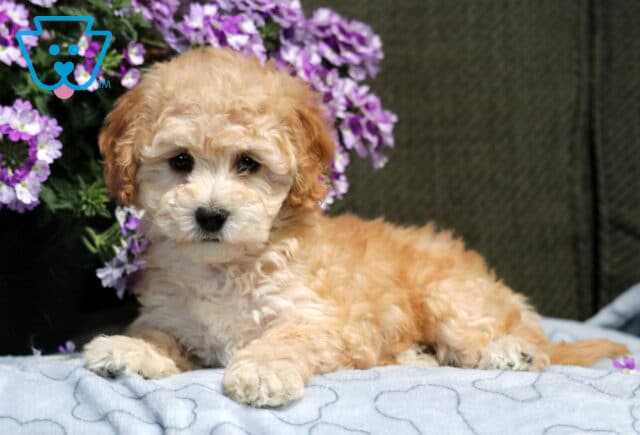 Leona Bichpoo image