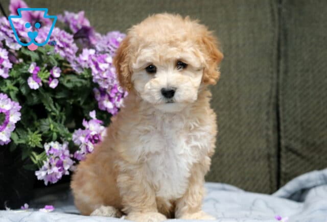 Leona Bichpoo2 image