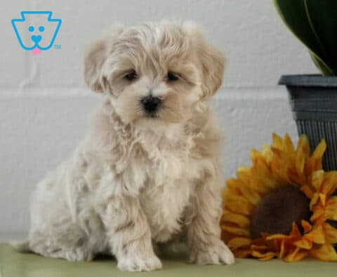 Leona Maltipoo