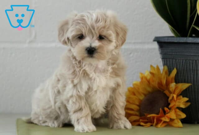 Leona Maltipoo image