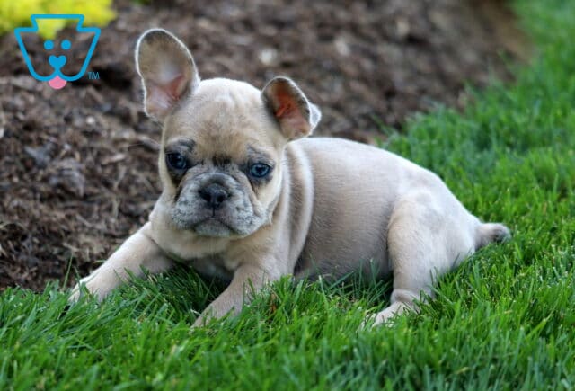 Libby Frenchie image