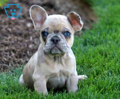 Libby Frenchie.2