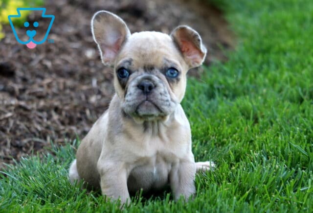 Libby Frenchie.2 image