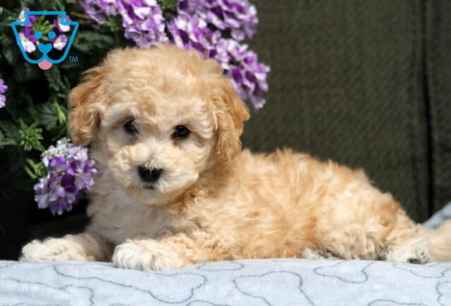 Liberty Bichpoo image