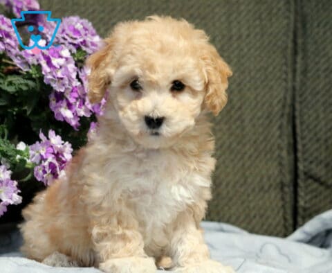 Liberty Bichpoo2