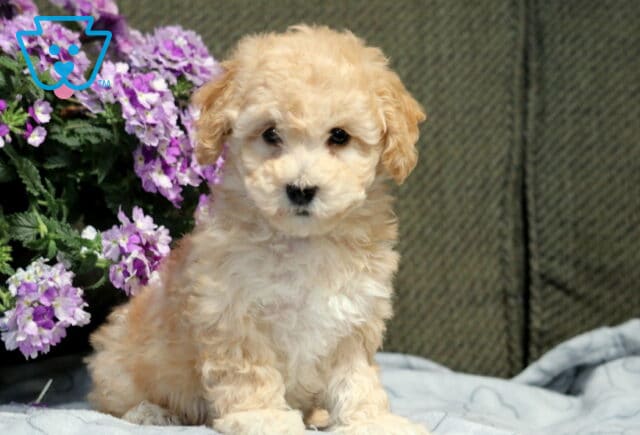 Liberty Bichpoo2 image