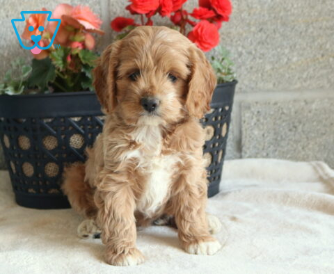 Lilac Cockapoo
