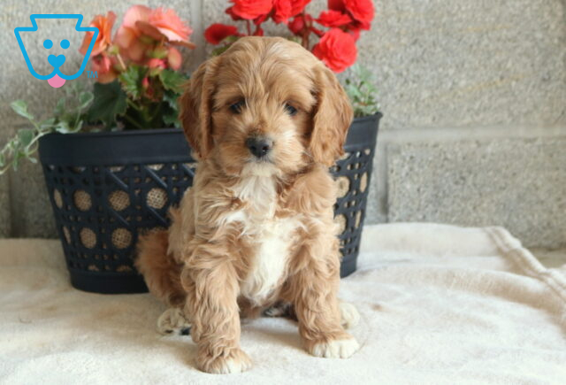 Lilac Cockapoo image