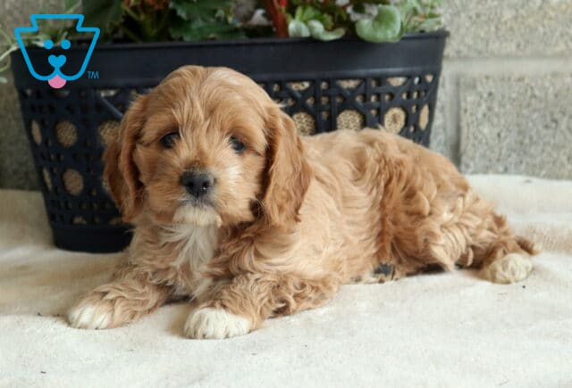 Lilac Cockapoo2 image
