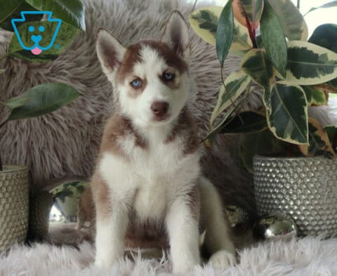 Lilly Alusky