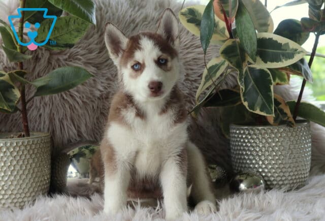 Lilly Alusky image